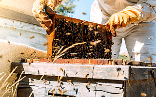 Moda na pszczelarstwo. Przybywa uli i osób prowadzących pasieki